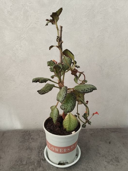 Продам комнатные растения