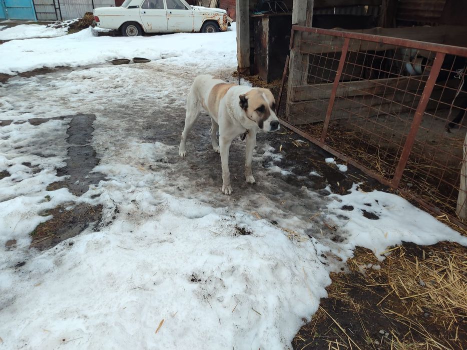 Алабай 5 жас 30000 тг