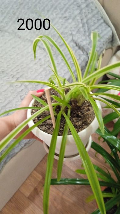 Продам комнатные цветы