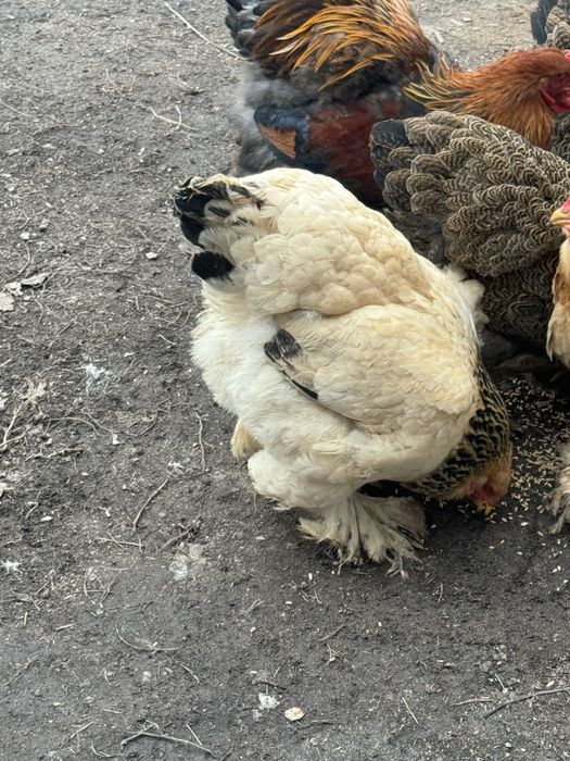 Продам курей брамы молодые особи