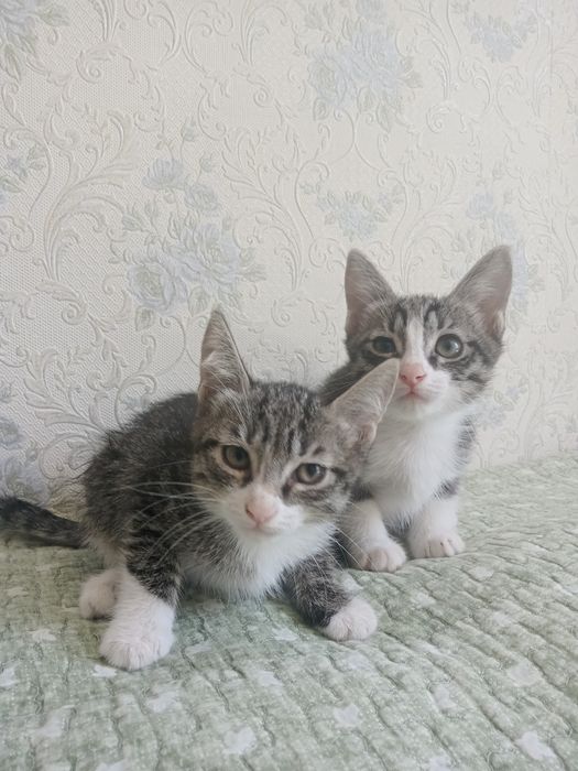 Котята ищут дом.