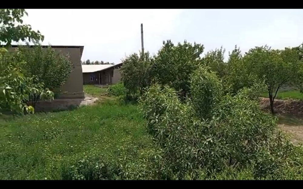 ШОШИЛИНЧ! Шофирконда 12.35 сотиқ ҳовли уй ярим нархига сотилади $8000