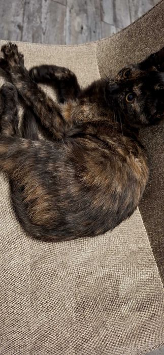 Котка за осиновяване