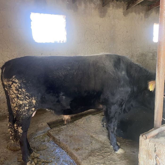 Бычки продаётся 25 штук