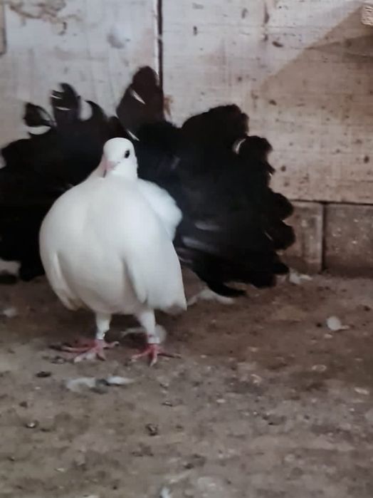 Porumbei voltati