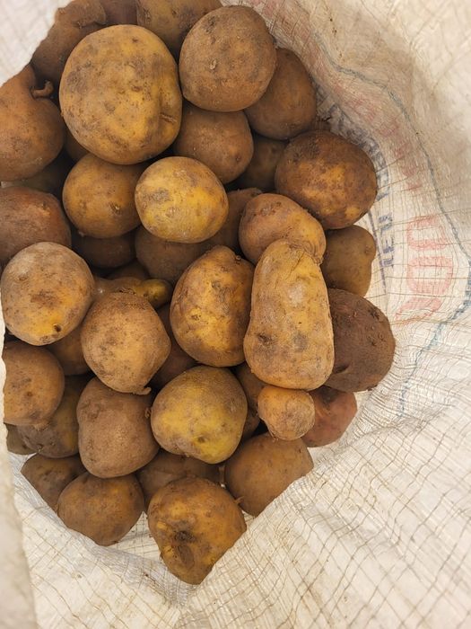 Продам  картофель