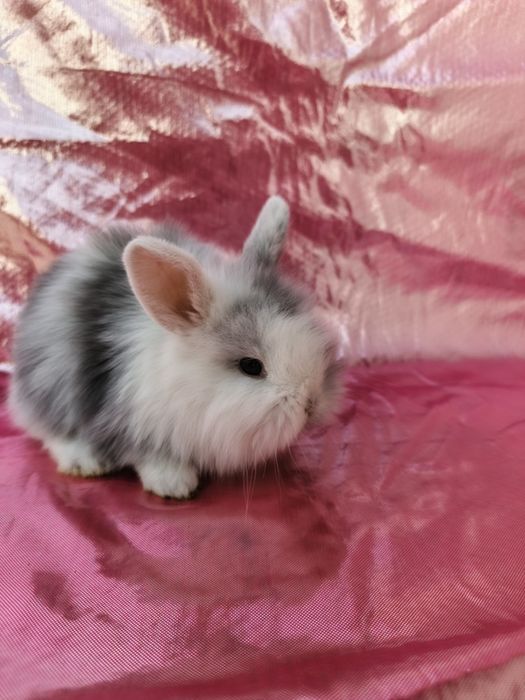 Продаются карликовые крольчата. Karlik quyon bolalari sotiladi