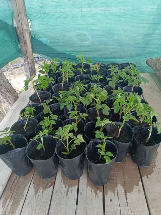 Малина . Маравелла Королева малины