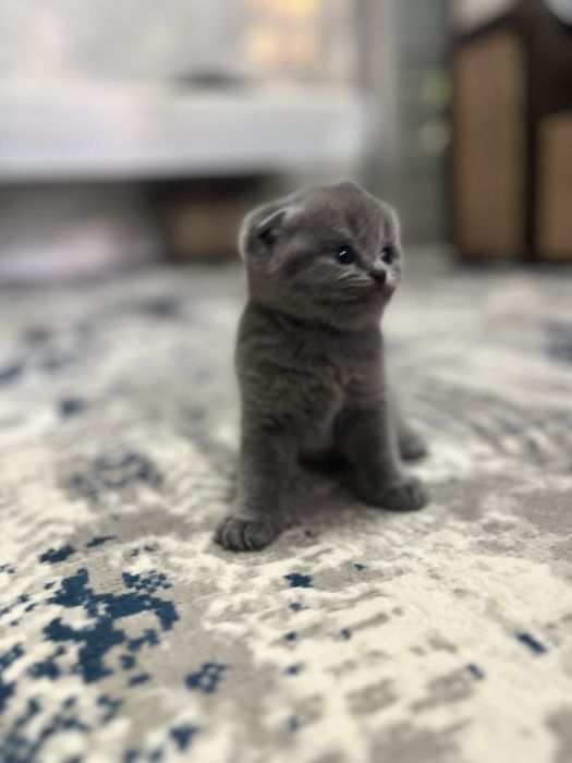 Mushuk bolasi 1,5oylik