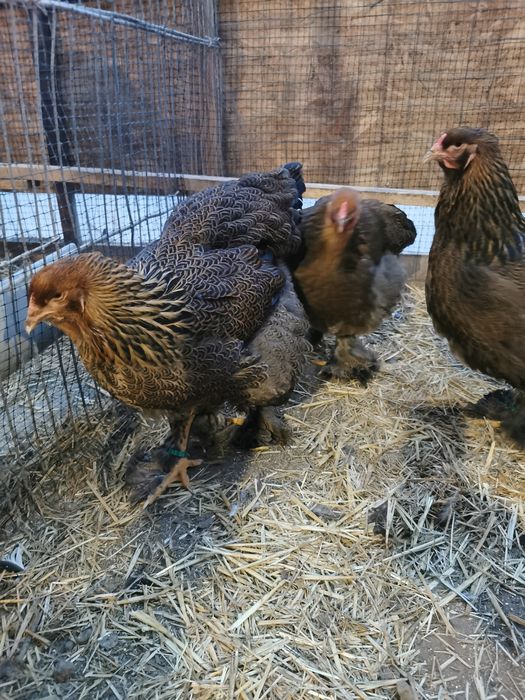 Vând ouă pentru incubat de brahma potarnichiu pe negru și pe albastru