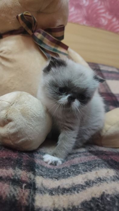 Плюшевая экзоточка