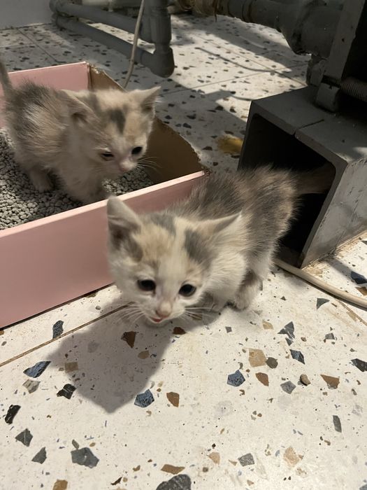 Котята двухмесячные