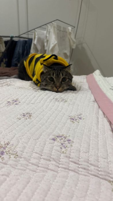 кот отдам даром ,
