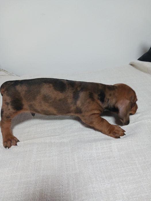 Techel ce își caută noi stăpân