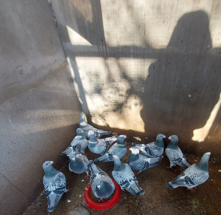 Porunbei stadar voiajor