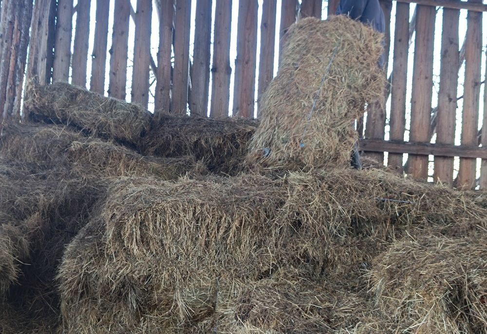 Vând baloți de fân – rotunzi și dreptunghiulari – calitate foarte bună