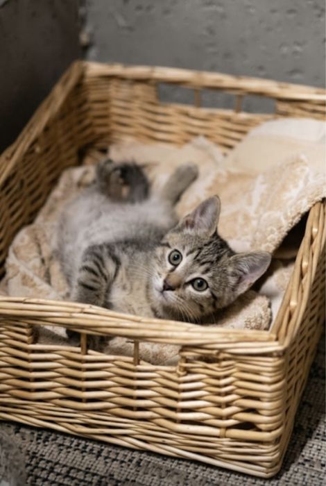 котята мальчик и девочка в добрые руки