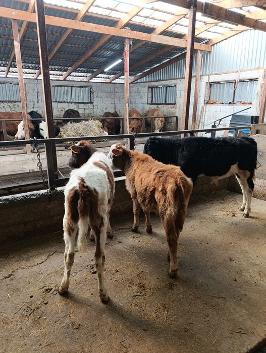 Продаются 2 бычка и 1 тёлка