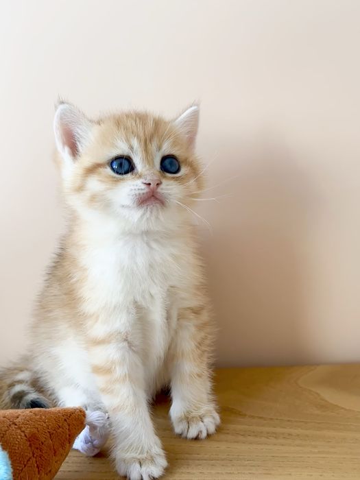 Британски котенок золотая шиншилла