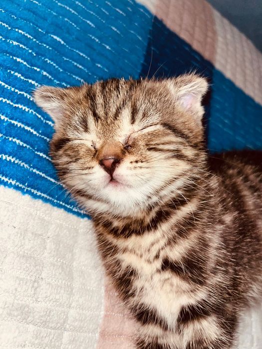 Продам котенка девочка