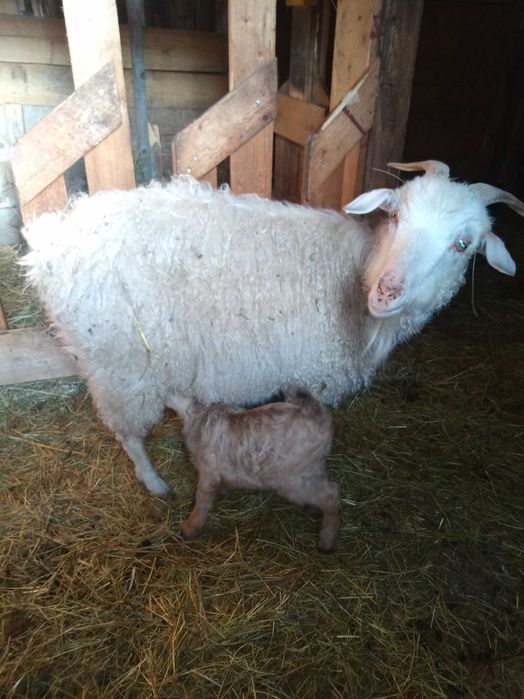 Capre de Casmir si Cashgora