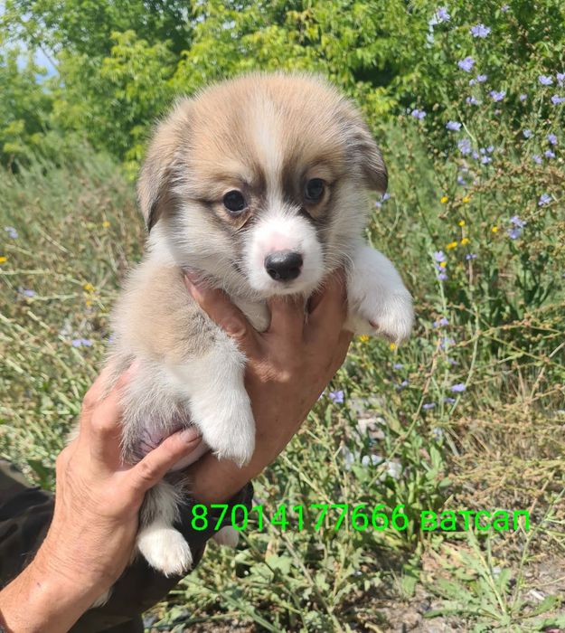 Продам щенков вельш корги пемброк