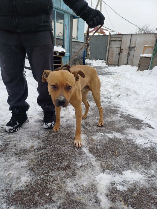 Питбуль в добрые руки