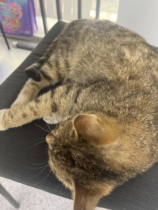 отдам котенка в добрые руки