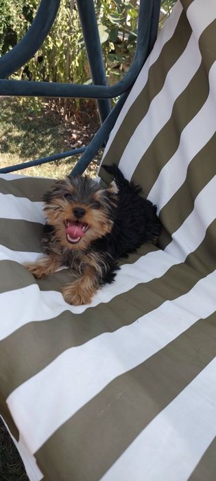 Йоркширски териер