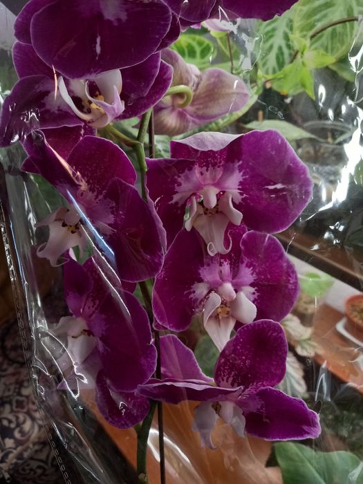 Орхидея фаленопсис, орхидеи, растения, цветы