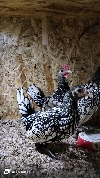 Seberak serbrist joʻjalari sotiladi