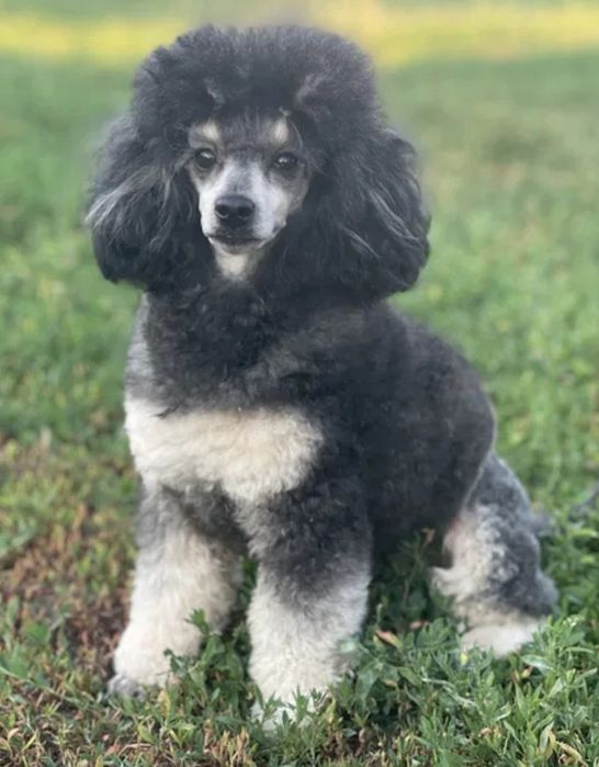 Продам той пуделя