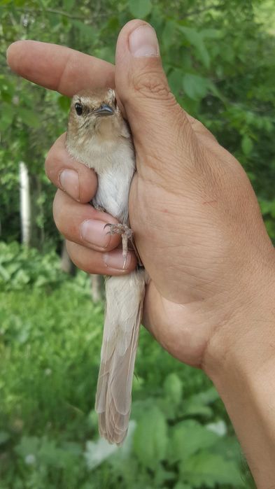 Булбул сотилади 500 минг