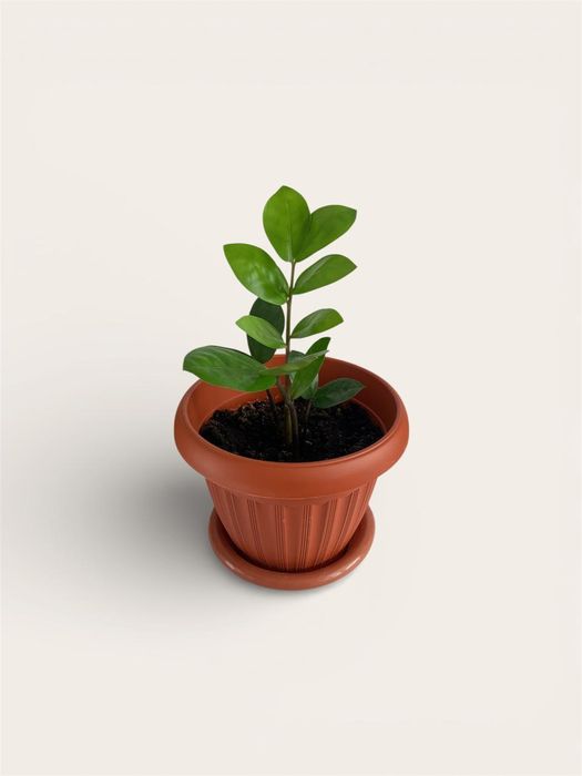 Продается домашние цветы