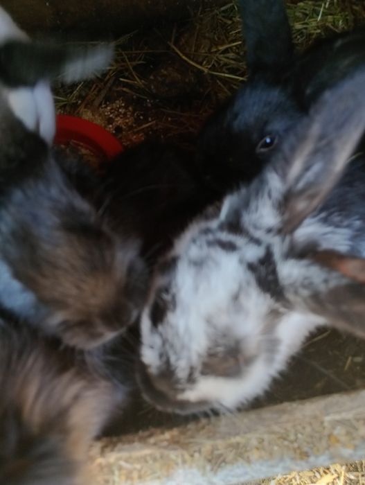 Vand iepuri de doua luni