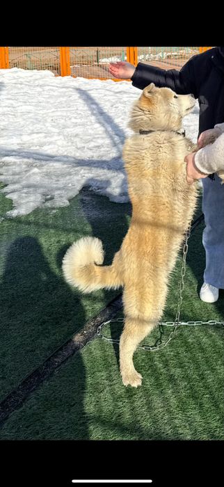 Акита ину мальчик 1 лет