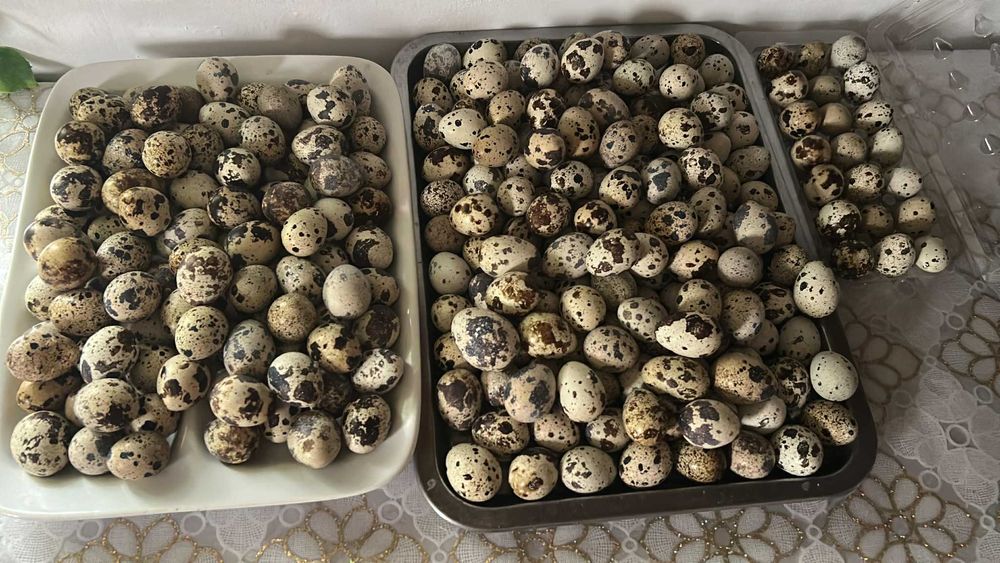 Preluam precomenzi și comenzi pui de prepeliță, oua de incubat