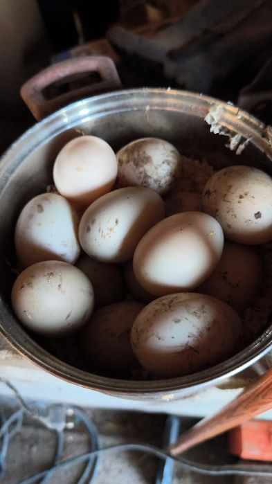 Ouă de rață mută comorate