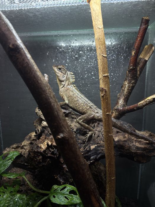 Vand agama de munte (acanthosaura capra)