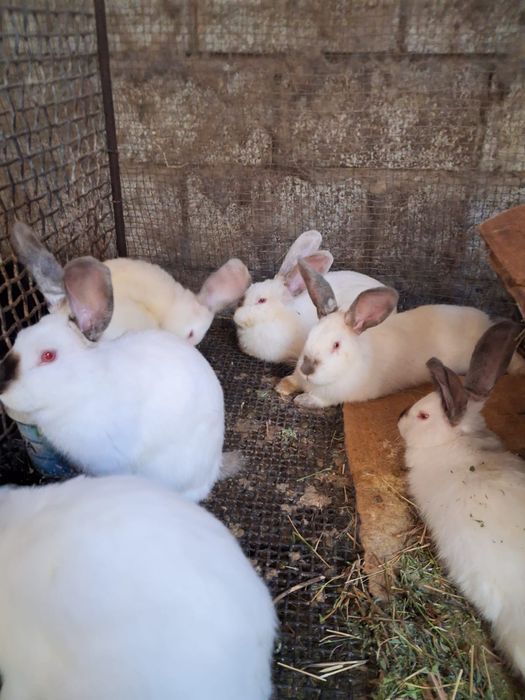 Кояндар сатылады