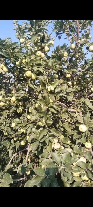 Продам яблоки.сорт тюльпан ,восход,