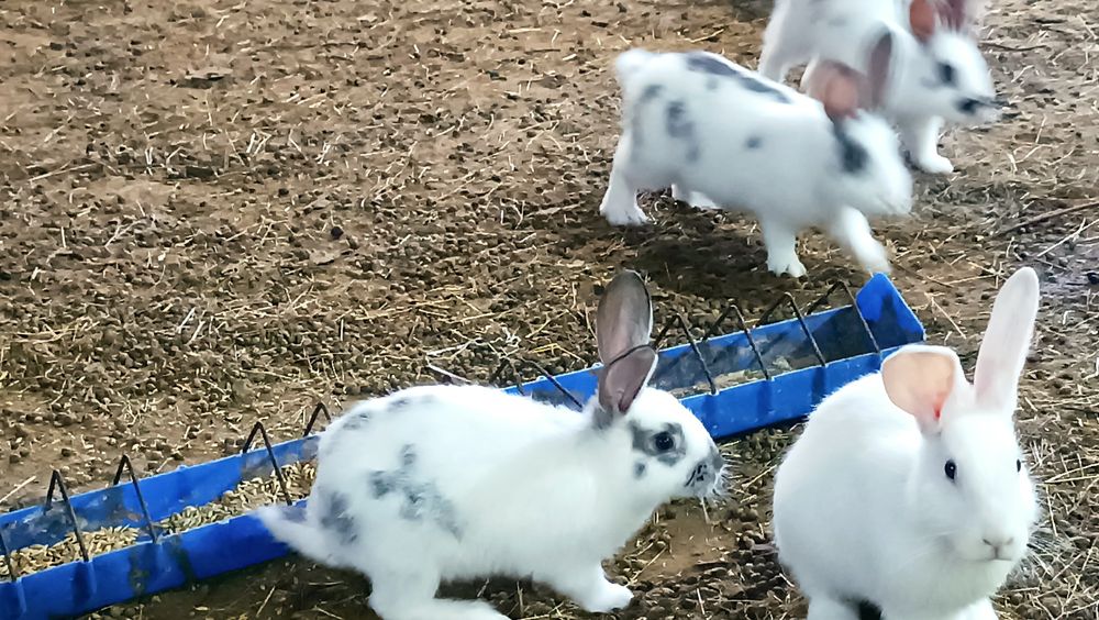 Кролики породистые