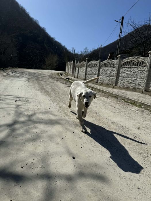 Donez caine de asistenta labrador