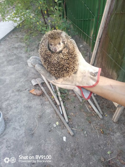 Продается ёжик 7 штук