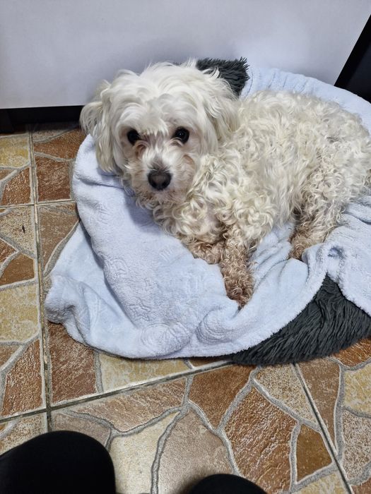 Gratis bishon maltez