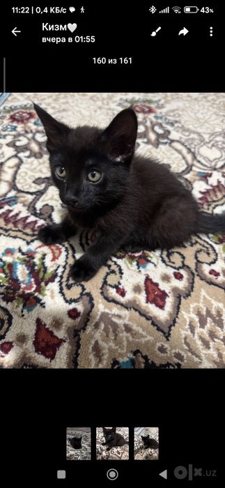 Котёнок бесплатно