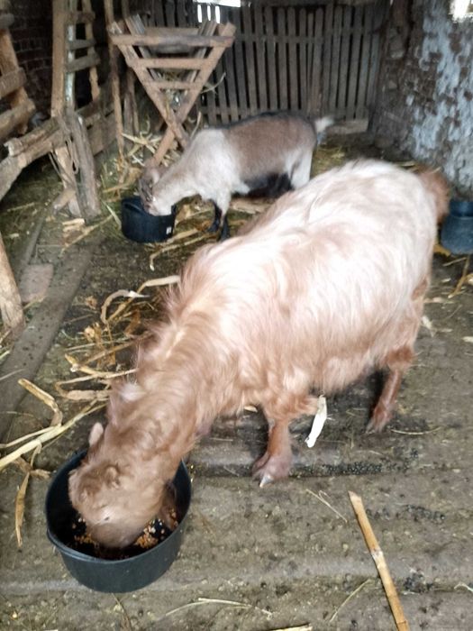 Capra rasa romaneasca rosie