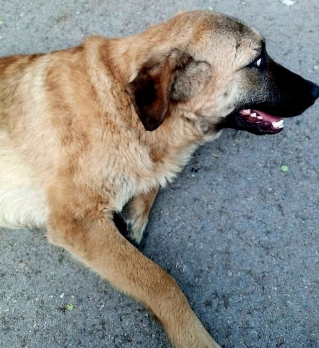 Отдам в хорошие руки