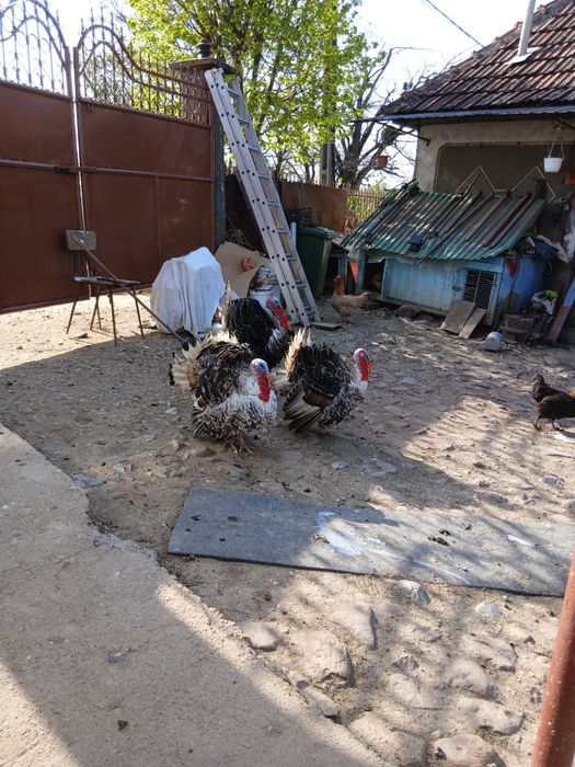 Vând curcani de casa