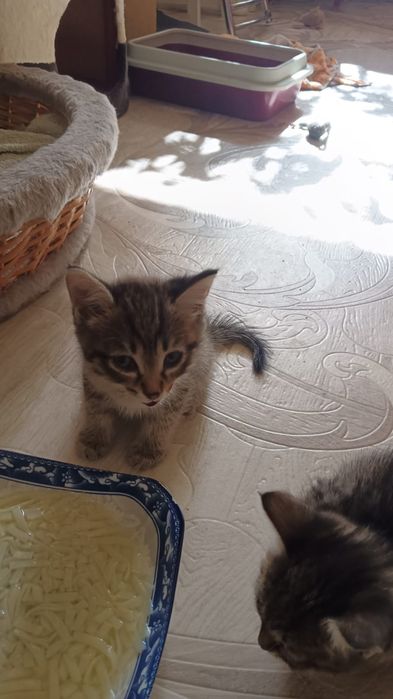 Отдам котят в добрые руки.